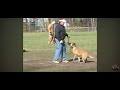 Teaching attention with a Police K9 dog