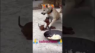 Dog. Big Dog Full Fighting ...