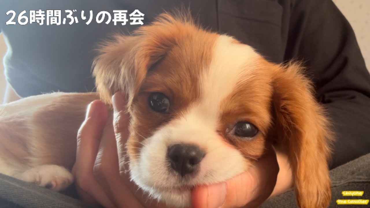 はじめて飼い主がいない夜。再会で弾ける歓喜の子犬と今と / 回顧録 #7 - The puppy with First time home alone