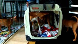 Pharaoh Hound pups 6½ weeks playing with our 8½ month old basenji b...