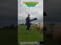 🐏Farm Hack: Moving Sheep Effortlessly with a Simple Pipe!