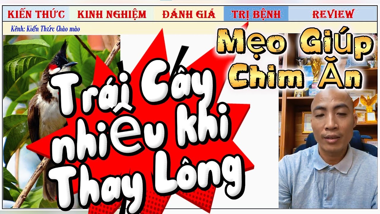 Mẹo giúp Chim Chào mào ăn Trái Cây nhiều khi Thay Lông, cho bộ Lông Đẹp