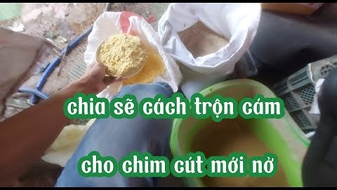 Cách phối trộn cám cho chim cút mới nở, muốn nuôi chim cút mà không mua được cám chuyên cho chim cút