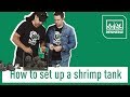 How to set up a shrimp tank! | Sharkbite #001| DENNERLE