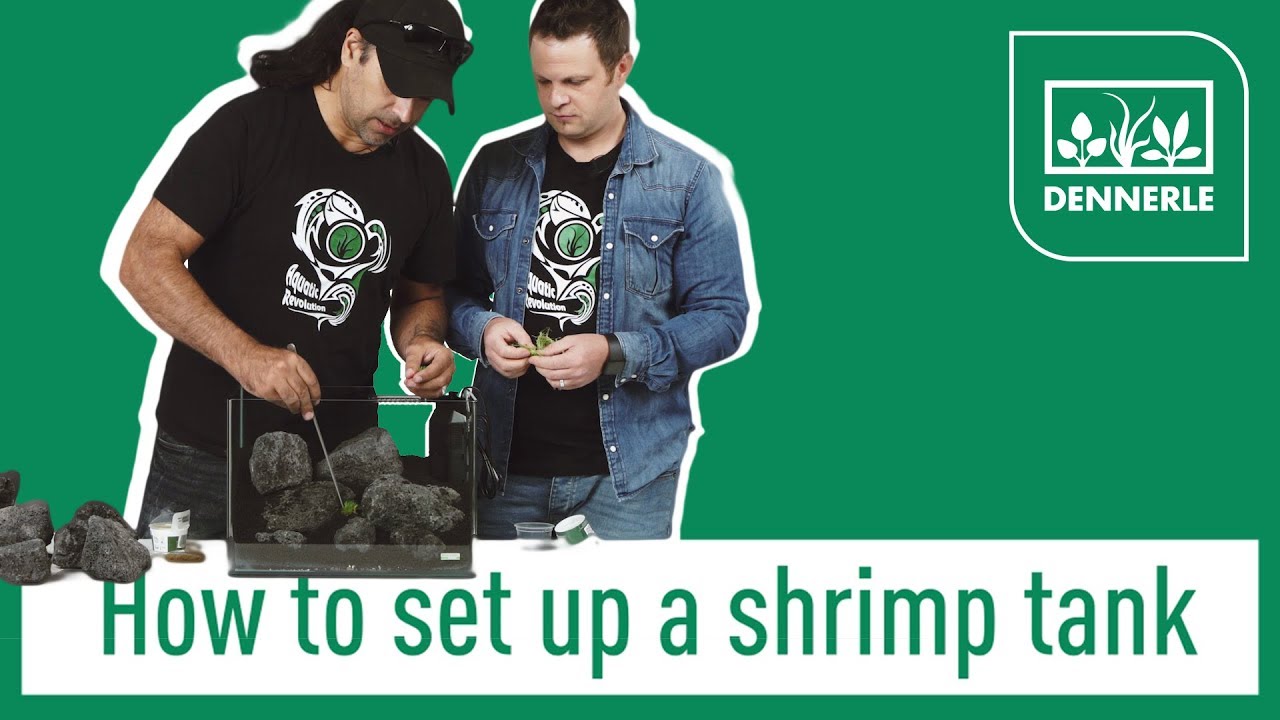 How to set up a shrimp tank! | Sharkbite 