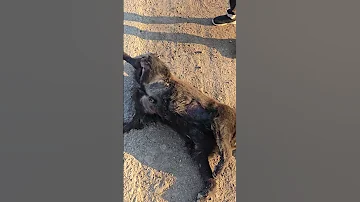 جقجوقة قتل الكلب 