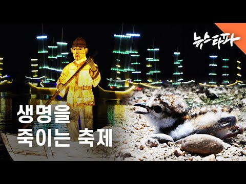 환경부, &amp;#39;유등 축제&amp;#39; 구실로 수문 닫아...생태계 훼손 - 뉴스타파