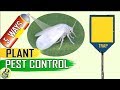 PEST CONTROL: 5 Easy Ways to Control Aphids Whiteflies Mealybugs Spider mites