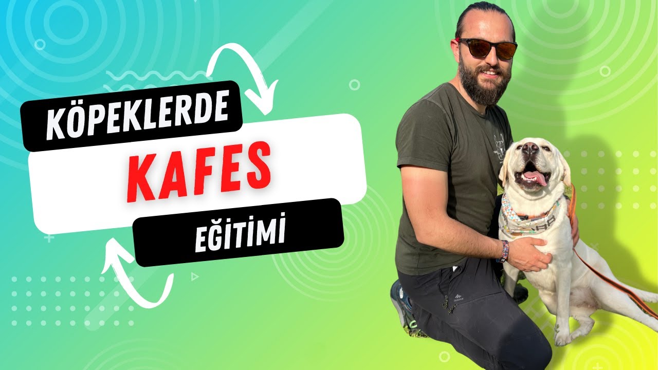 Köpek Box Eğitimi - (Köpek Eğitimi Videoları)