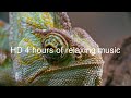 HD 4 Hours Of A Chameleon Resting With Relaxing Music Playing HD 4 Hours Of A Chameleon Resting With Relaxing Music Playing