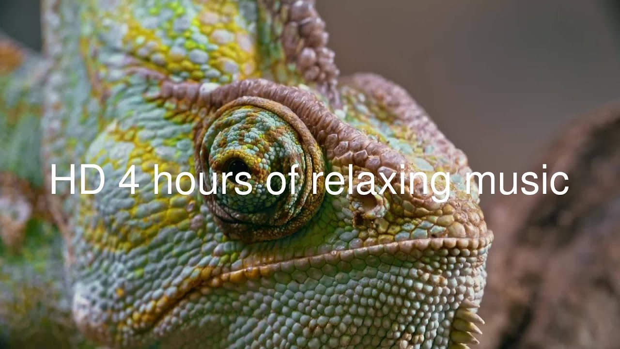 HD 4 Hours of a Chameleon resting with relaxing music playing