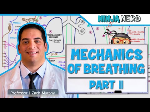 Respiratory | Mechanics of Breathing: Inspiration | Part 2