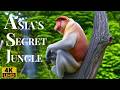 The Hidden Jungle Of Asia Rare Birds And Wild Animals In Action
