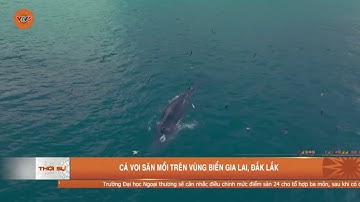 CÁ VOI SĂN MỒI TRÊN VÙNG BIỂN GIA LAI, ĐẮK LẮK | VTV5