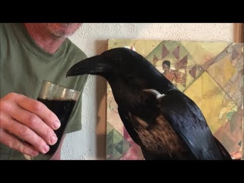 peter caine dog trainer youtube Raven drinks Chaga calls owner Daddy