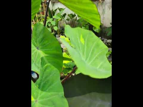 Colocasia Esculenta Lemon Lime Gecko ก้านแดงแท้ ด่างเหลืองอ่อน ลุ้น พลอยชมพู Pink Sapphire