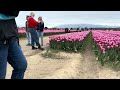 Washington tulip festival!