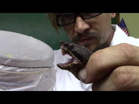 Video: Hypoallergenic, Kesihatan Dan Jangka Hayat Baka Reptil Milksnake