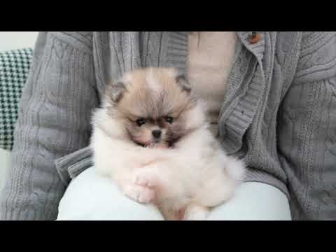 부산강아지분양 <strong>활동적인</strong> #포메라니안  #pomeranian