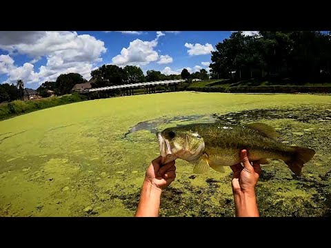 Topwater Frog Fishing Compilation! | Bass Fishing