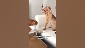 What is cat pheromone?