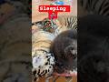 Tiger Cub Learns Something New Today! #entertainment #viral #tiger #animals #cat