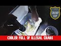 Cooler Full of Illegal Crabs