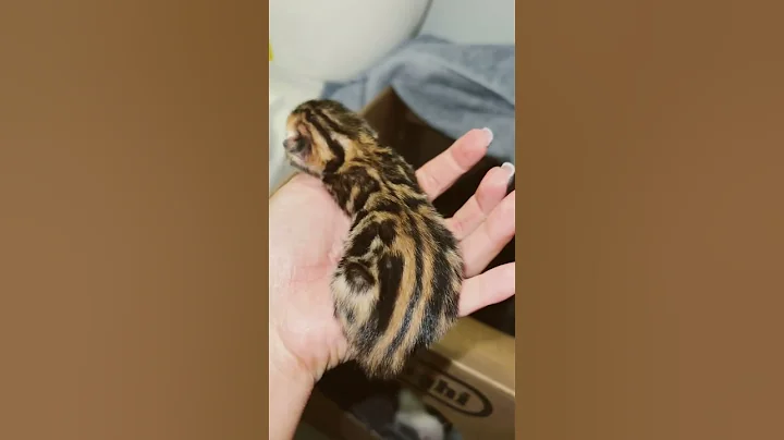 Video 4540841: bengalcat bengals cat kitten, bengals bengalcat cute, bengal kitten born