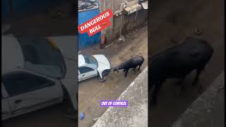 dangerous cow attacks on man 😈 but Mustafa hanif is 😎 #cow #attack #dangerous