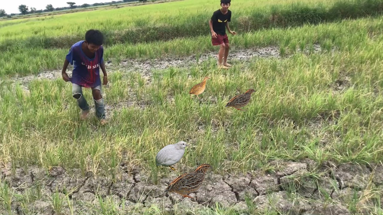 Catch quail by hand/ Finding quail and catching it by hand at field rice/ Amazing video.