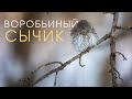 Воробьиный сычик (Pygmy Owl)