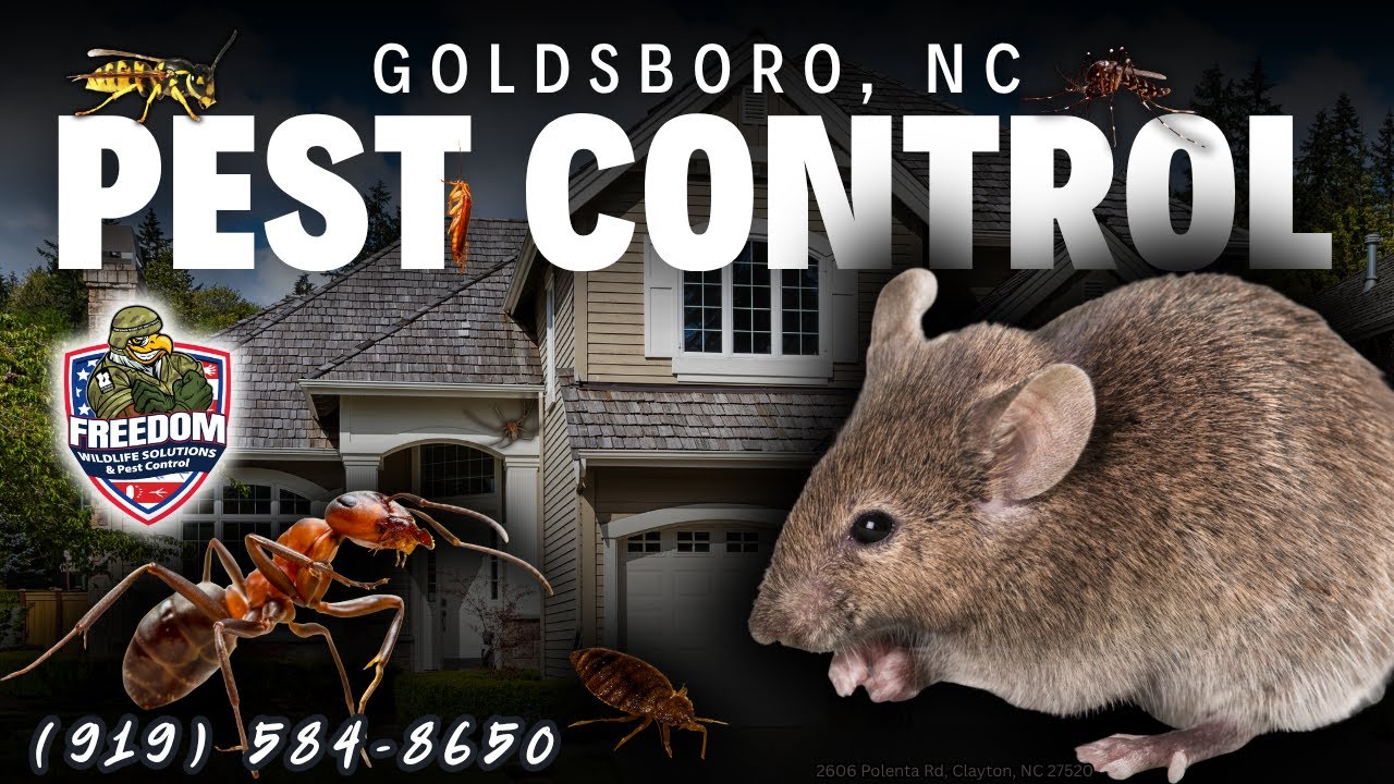 Goldsboro, NC Pest Control Service (919) 584-8650 - Freedom Wildlife Solutions & Pest Control