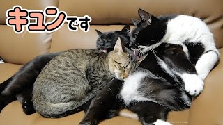 兄猫たちのイチャイチャを見て我慢できなくなった子猫