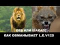 L.E.V 125 ОБМАНЩИК? ВСЯ ПРАВДА И РАЗОБЛАЧЕНИЕ ЛЕВ 125