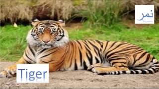 Tiger ||نمر ||Animals Arabic - English ||سلسلة الحيوانات بالعربية والانجليزية