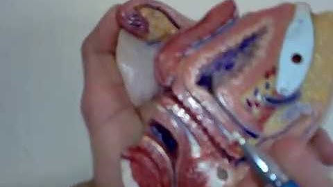Anatomy of Female Reproductive Tract and Anal Canal (Model)