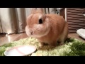 うさぎのモキュ様のメリークリスモキュ！