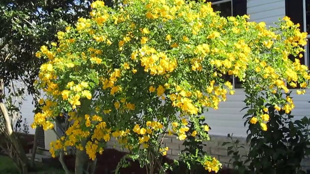 Senna/cassia tree is the host plant for the orange-barred sulphur