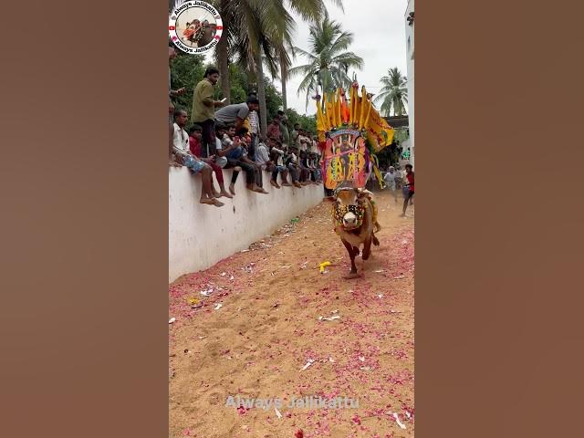#jallikattu #tpd #telugudas #chandrababusongs #dj #telugu #song #music #remix #chandrababusong #tdp