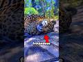 ¿Sabes por qué incluso un león actúa como un gatito en este lugar?