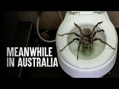 Surviving More Deadly Australian Animals