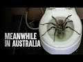 Surviving more deadly australian animals