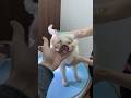 僕の人生を変えた捨て猫