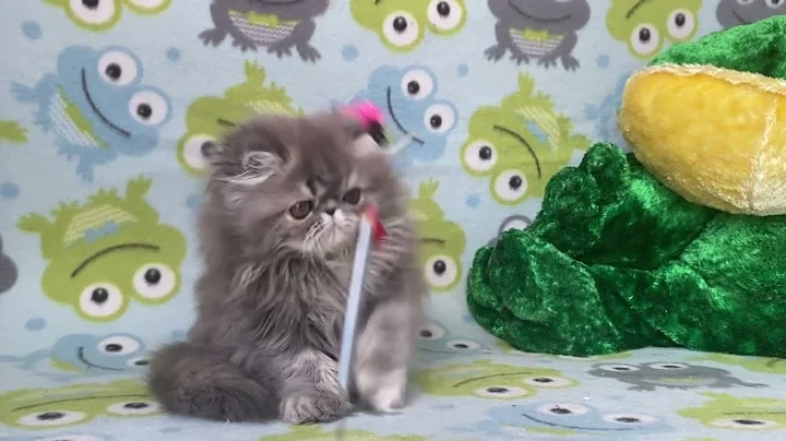 Video 5740921: tabby persian, persian blue cattery, persian male kitten, cream tabby