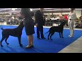 Curly Coated Retriever Euro dog show 2018 の動画、YouTube動画。