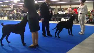 Curly Coated Retriever Euro dog show 2018