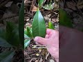 Karaka (Corynocarpus laevigatus)