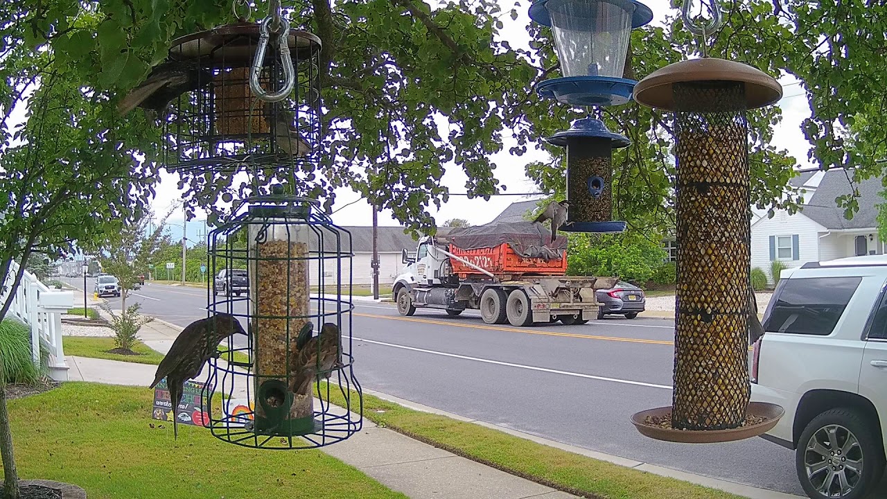 Time Lapse of All Day of Bird Feeders in Ocean City, NJ on 07/07/2020