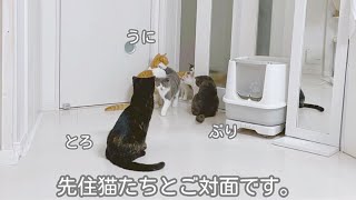 【さばちゃん38】階段デビュー 先住猫と対面しました 緊張した さばちゃん