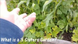 What is a Three Sisters Garden?